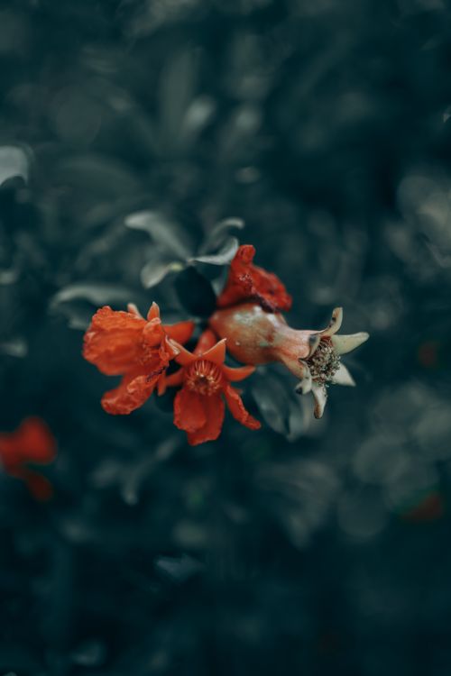 Free Detailed close-up of a vibrant red flower with a blurred dark background, perfect for nature themes. Stock Photo