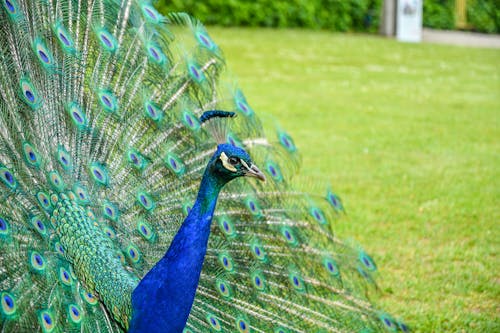 Kostenloses Stock Foto zu kopfschuss, nahansicht, pfau