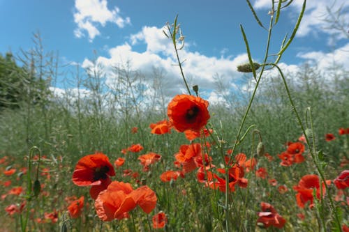 poppies