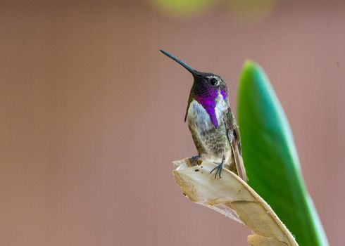 Close-Up Shot of Lucifer Sheartail Perched on Dried Leaf
