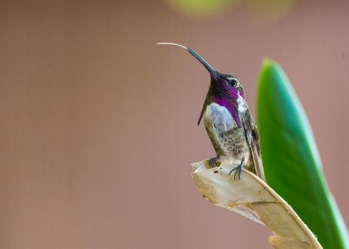 Close-Up Shot of Lucifer Sheartail Perched on the Leaf
