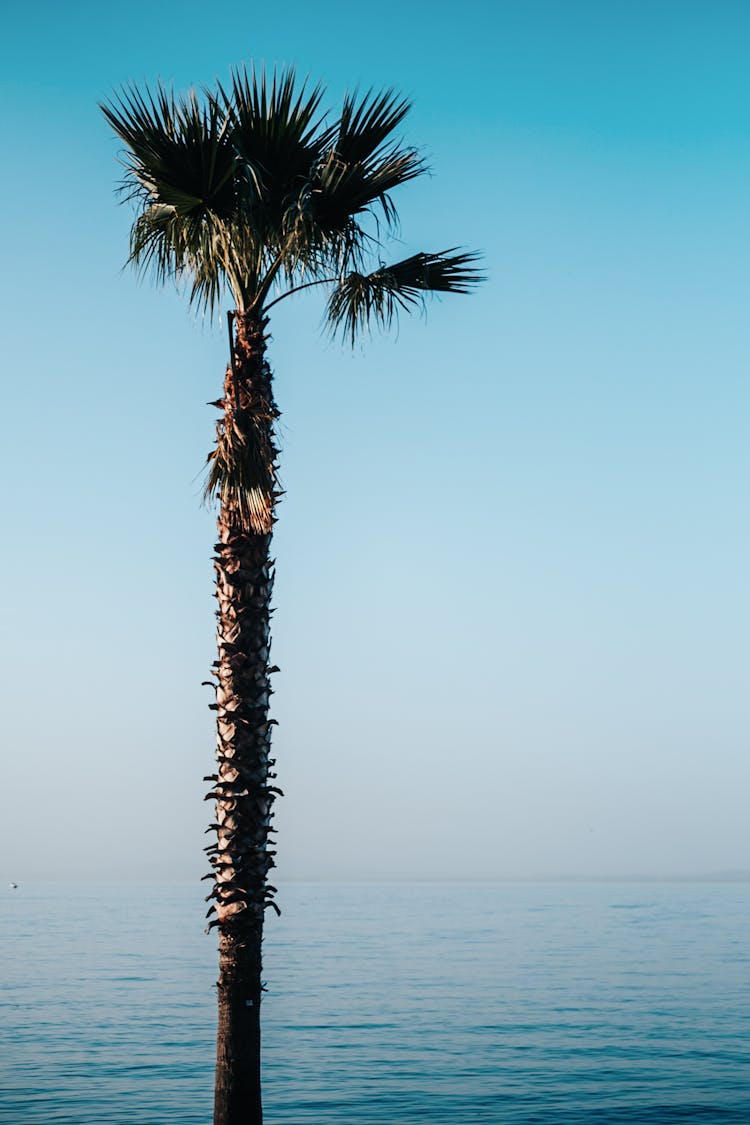 California Palm Tree Near Ocean
