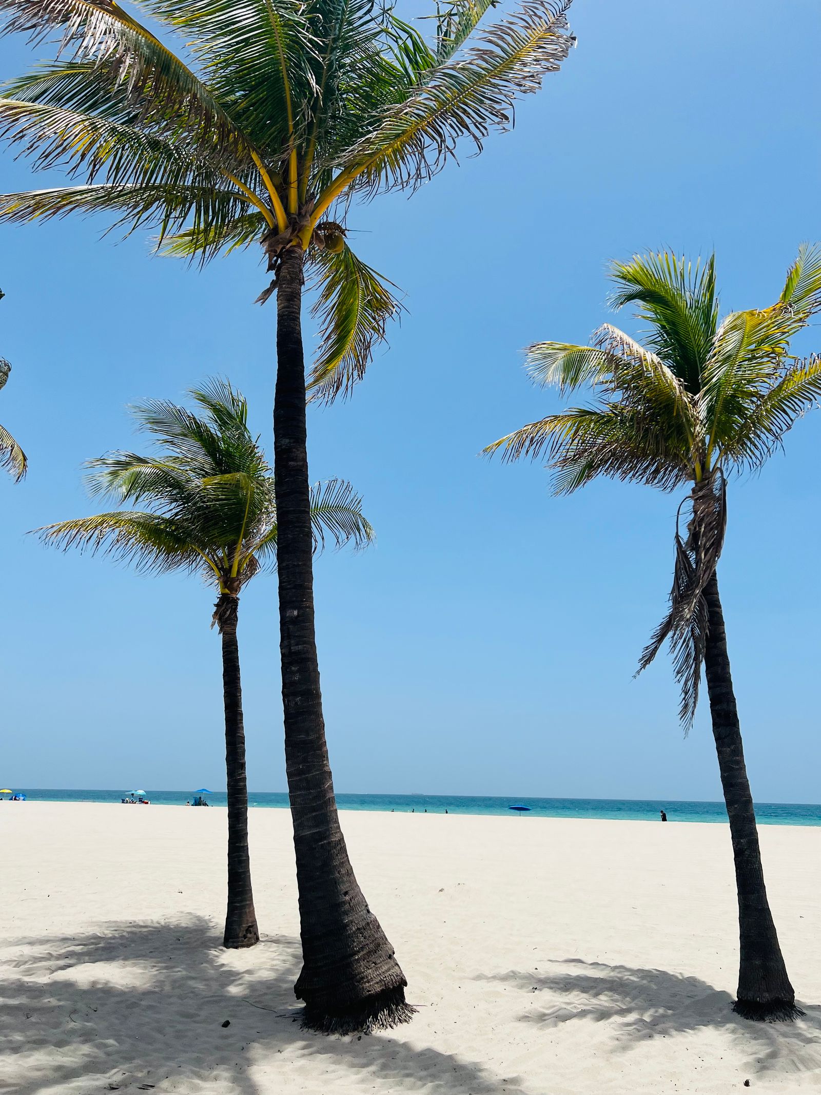 Palm trees on a sunny beach in Florida