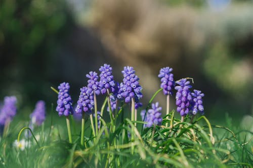 grape hyacinths