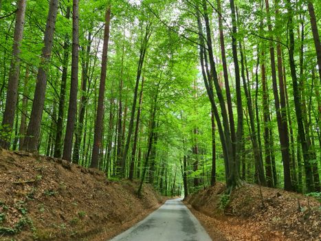 A peaceful forest road surrounded by vibrant green trees. Perfect for nature and travel themes.