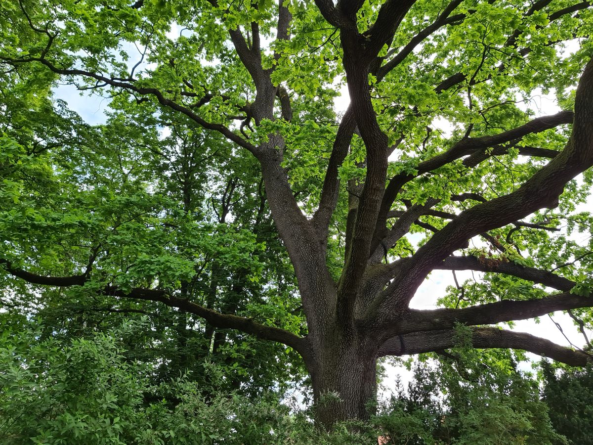 Oak canopy over a Leon County neighborhood near Tallahassee