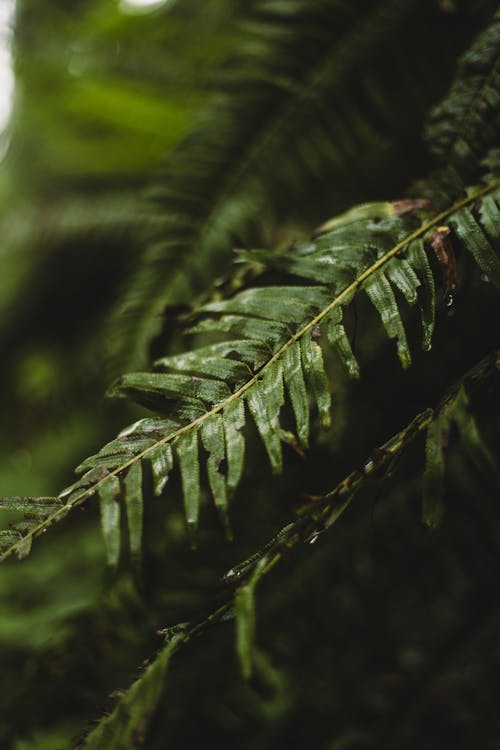 고사리 식물, 나뭇잎, 수직 쐈어의 무료 스톡 사진