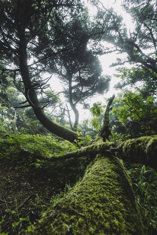 Foto d'estoc gratuïta de arbres, aventura, bosc