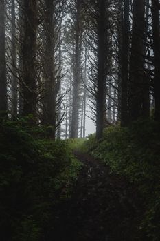 A mysterious misty forest pathway surrounded by dense trees, inviting adventure.
