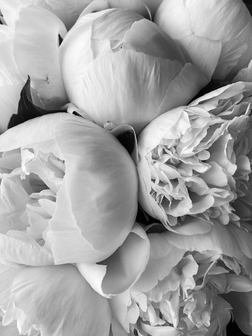 Black and White Photo of Flowers