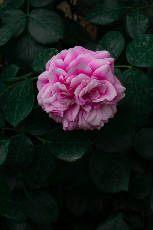 Close Shot of Pink Rose