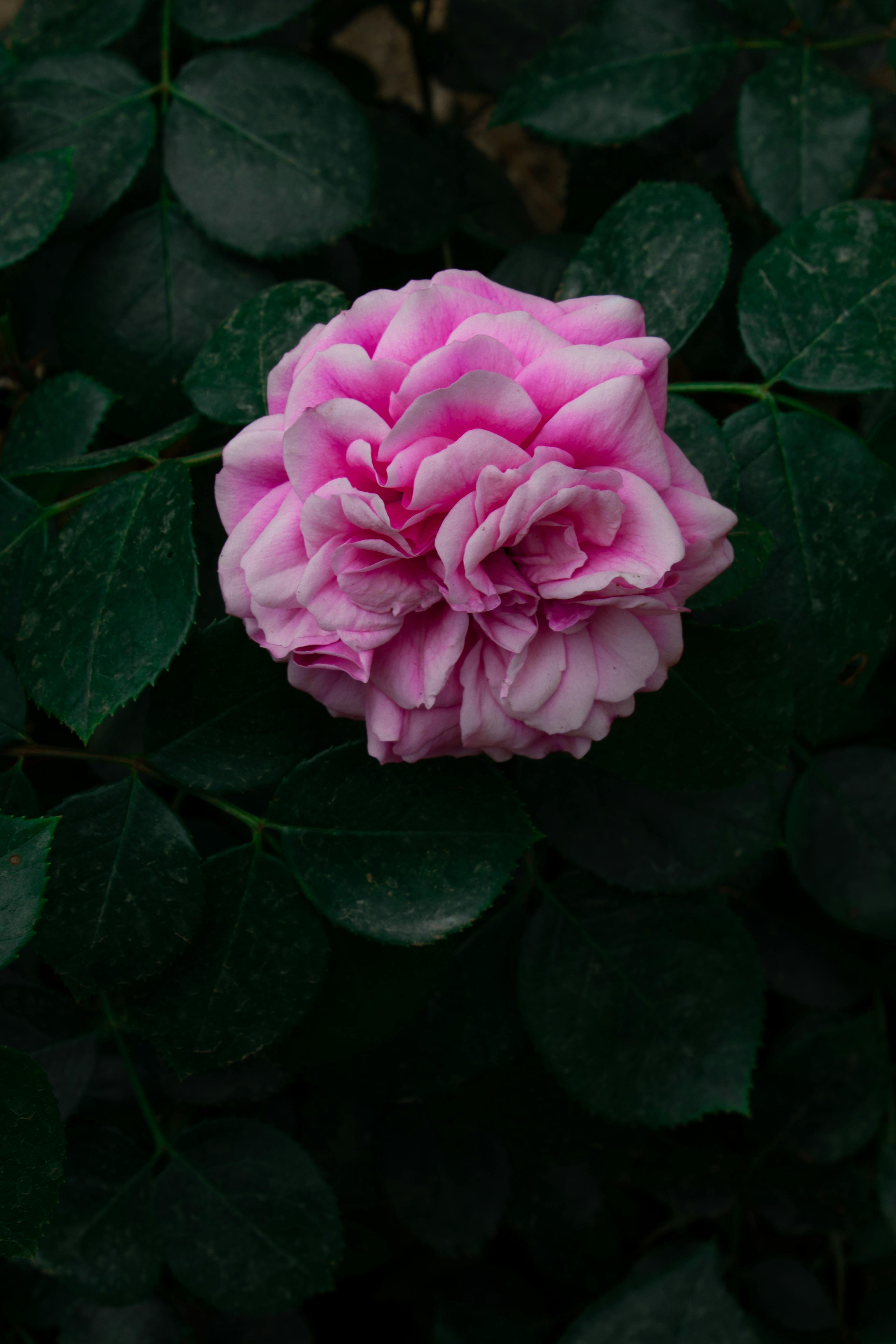 Sunlit Rose Flower · Free Stock Photo