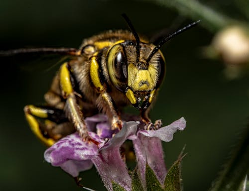 Macro Shot of Honey Bee Perched on a Pink Flower