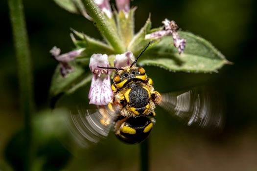Close-Up Shot of a European Wool Carder Bee Perched on Flowers
