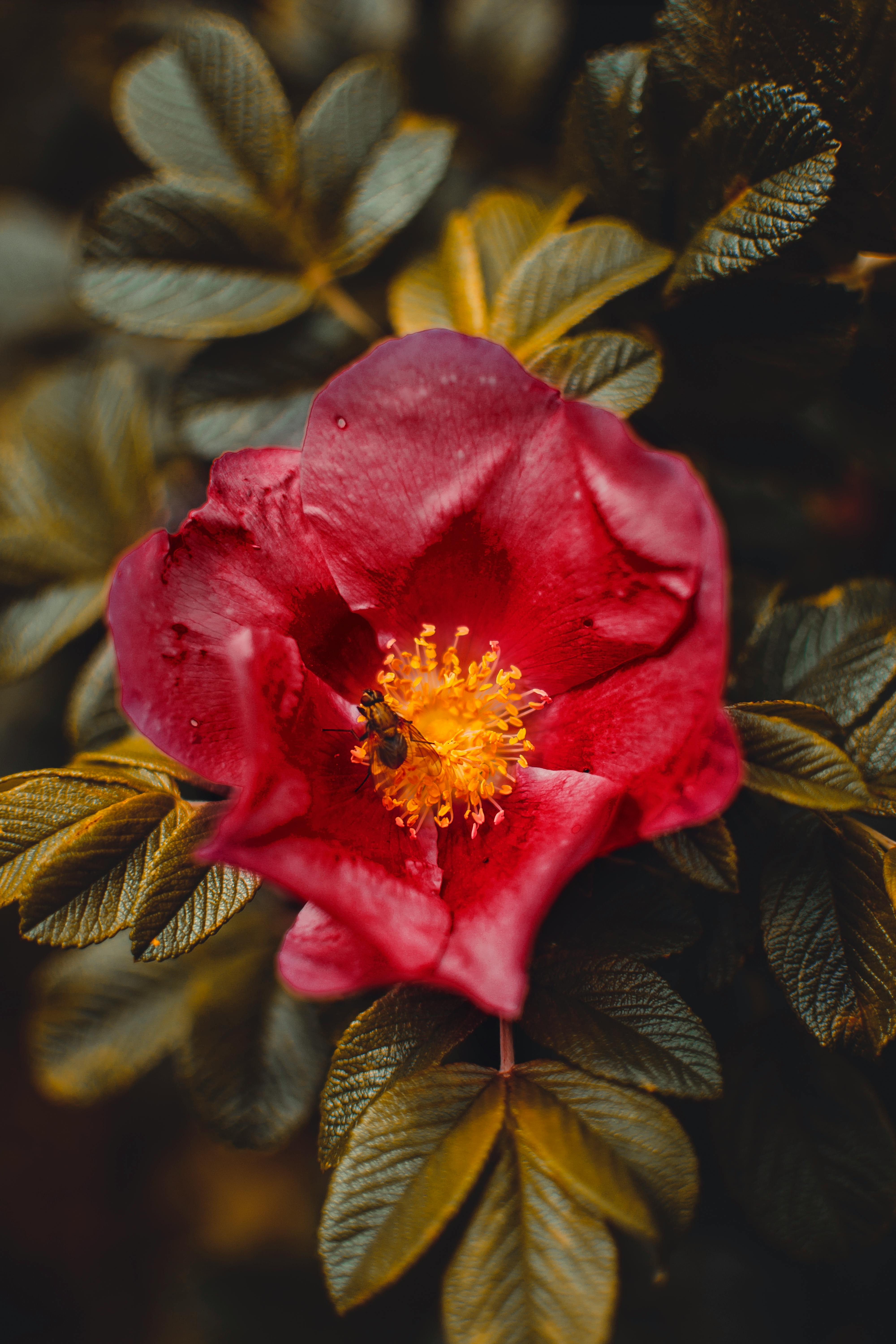 close up photo of red anemone flower