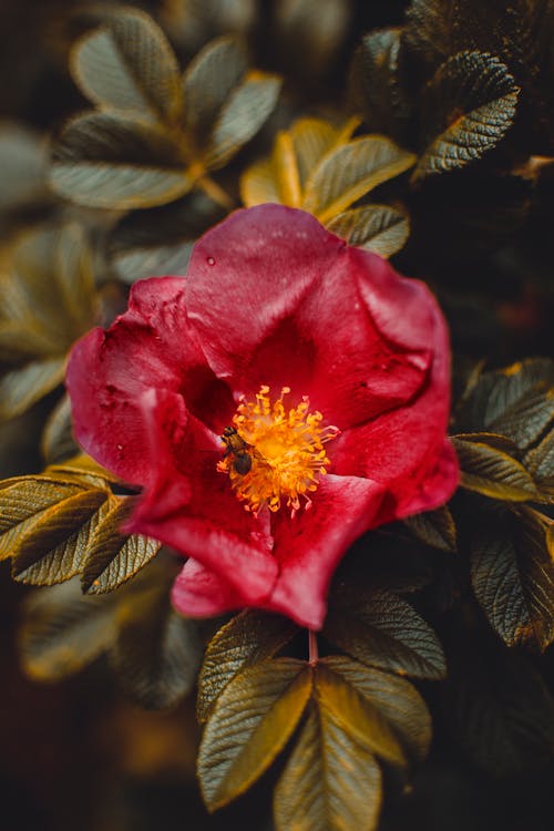 бесплатная Крупным планом фото красный цветок анемона Стоковое фото