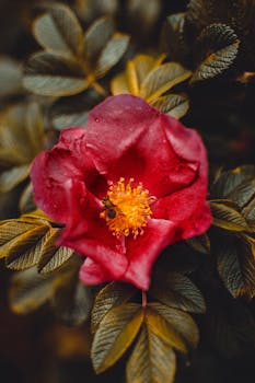 一只蜜蜂正在绿叶丛中为一朵充满活力的粉红色金莲花授粉，它的黄色花蕊格外醒目