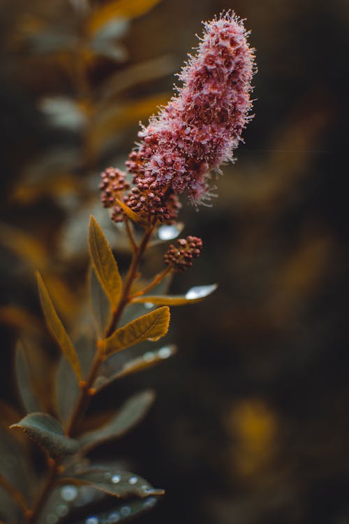 ピンクの花のクローズアップ写真