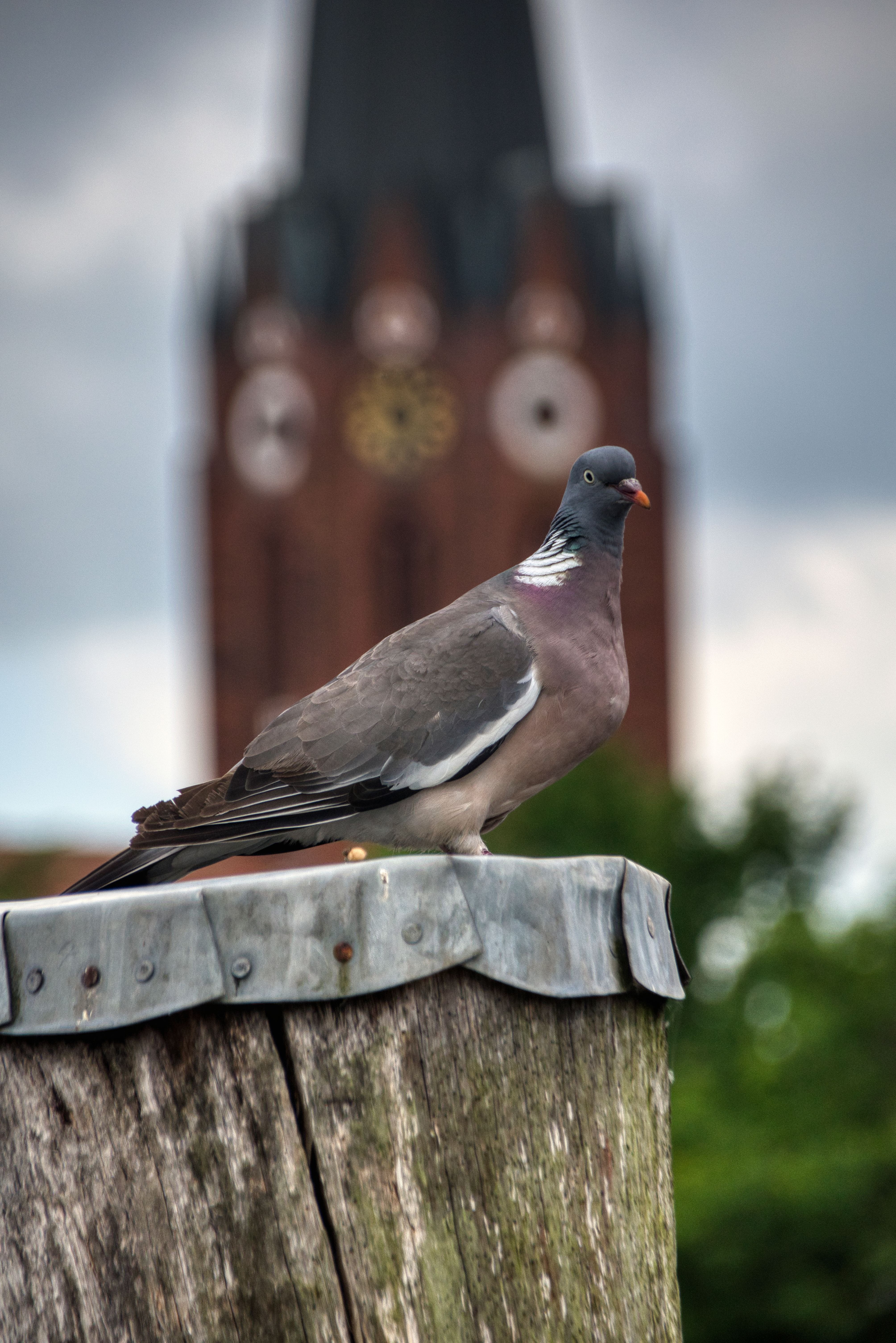 A wood pigeon perched on a tree stump with a clock tower in the background.