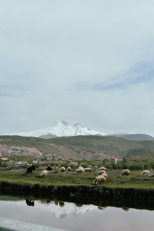 Sheep Grazing in Mountains
