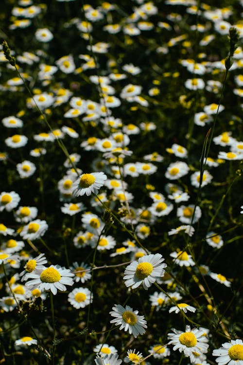Fotobanka s bezplatnými fotkami na tému biele kvety, flóra, rast