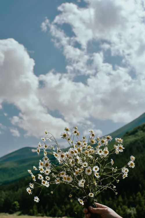Free A hand holding a chamomile bouquet below a cloudy sky with mountains in the background. Stock Photo