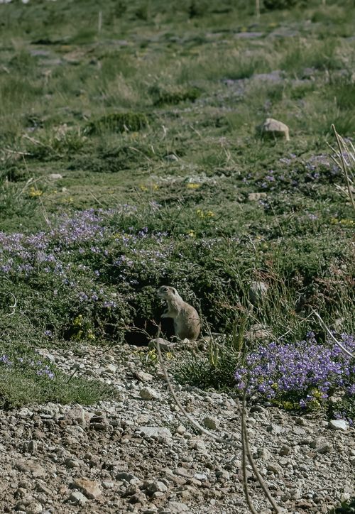 Free A wild prairie dog peering from its burrow in a spring meadow with blooming flowers. Stock Photo