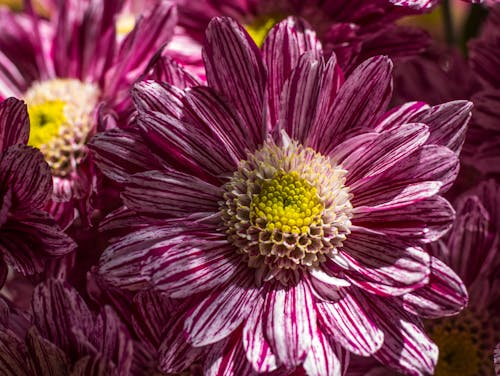 Purple Chrysanthemum in Close-up Photography