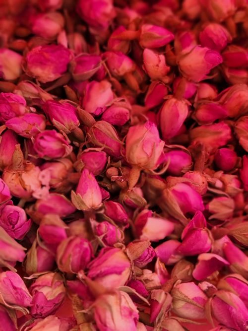 Free A detailed close-up of vibrant pink rose buds, showcasing their delicate texture and color. Stock Photo