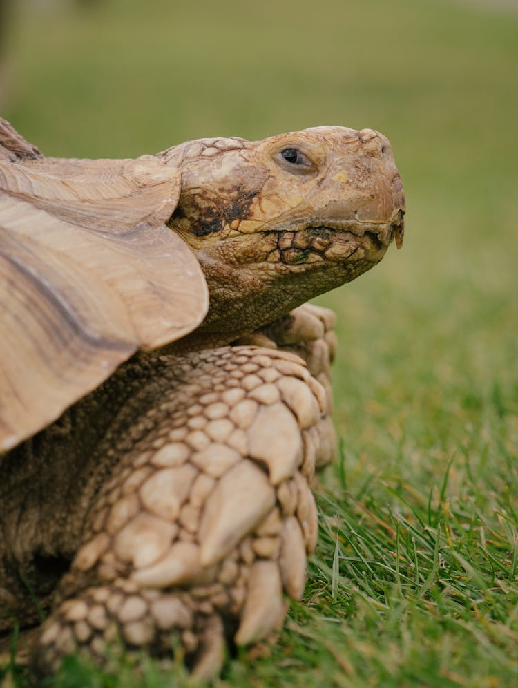 Old Turtle Walking On Grass