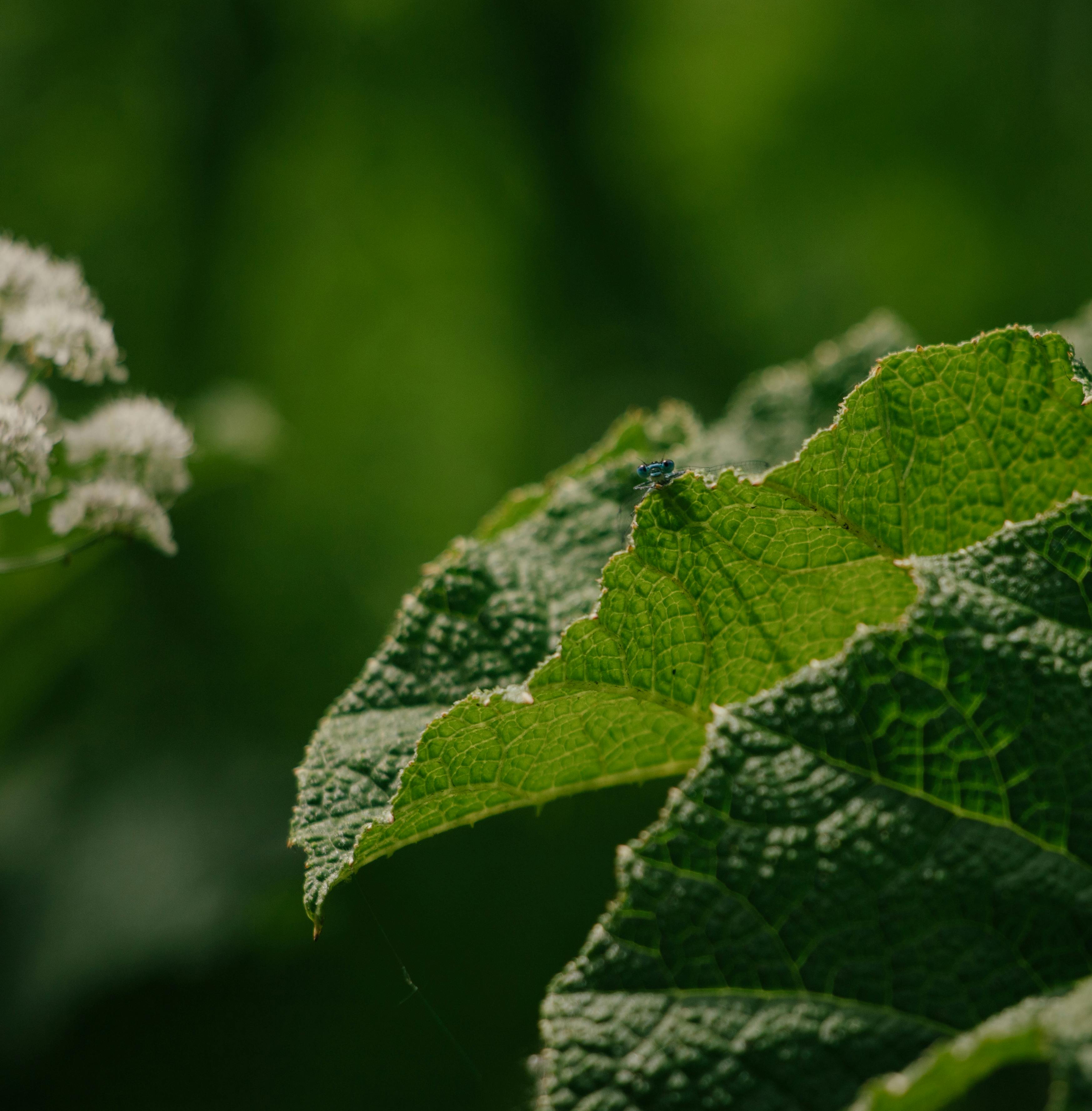 close up of green leaves