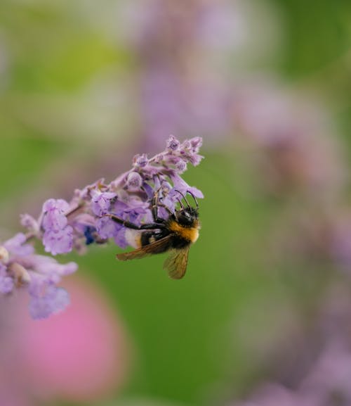 Free 곤충, 꽃, 꽃가루의 무료 스톡 사진 Stock Photo