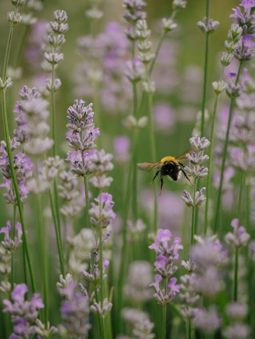 Free 곤충, 꽃, 꽃이 피는의 무료 스톡 사진 Stock Photo