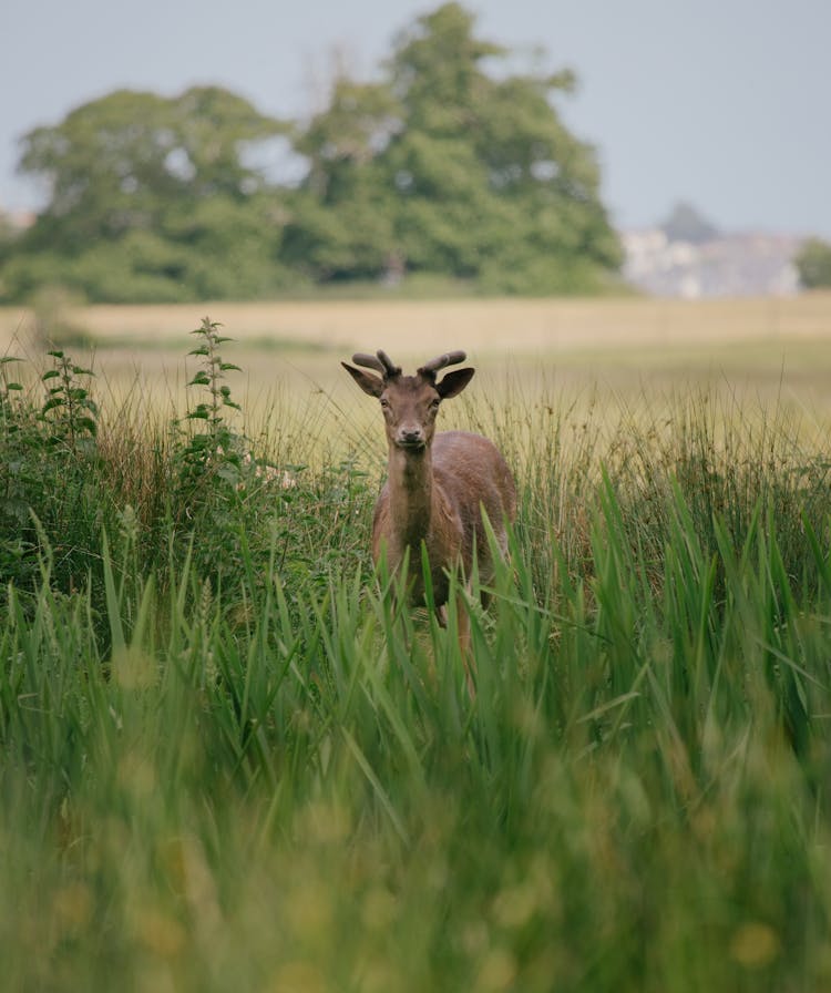 Red Deer Stag Standing In Fields