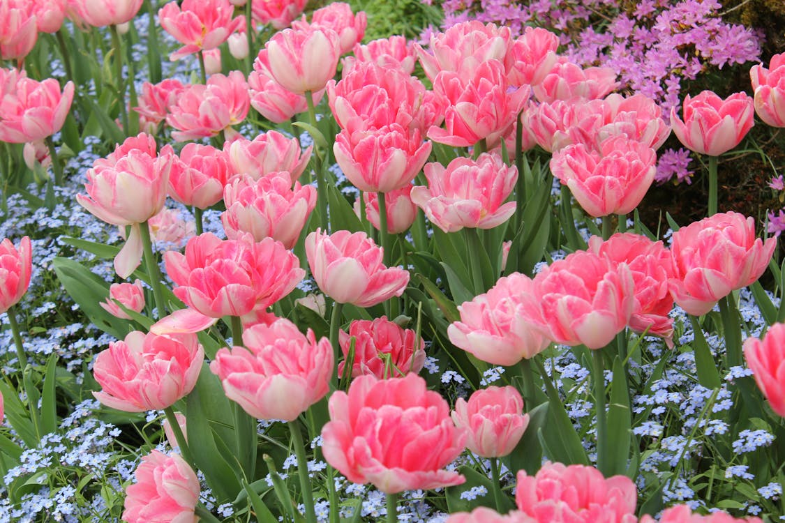 Assorted Flowers in Bloom