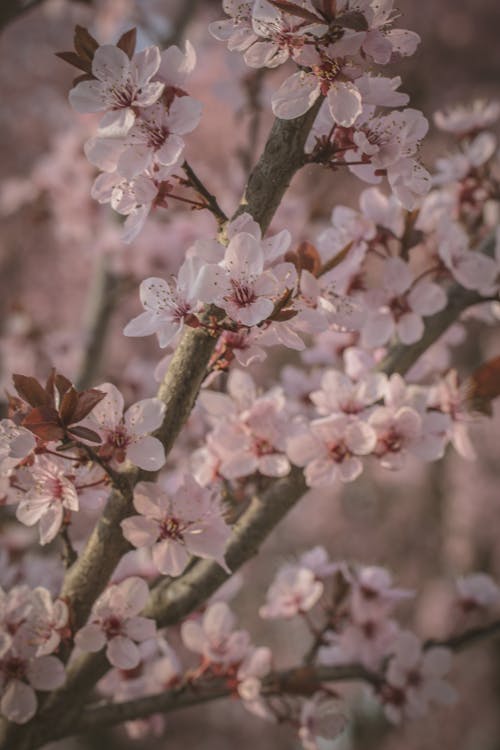 垂直拍攝, 櫻花, 特寫 的 免費圖庫相片