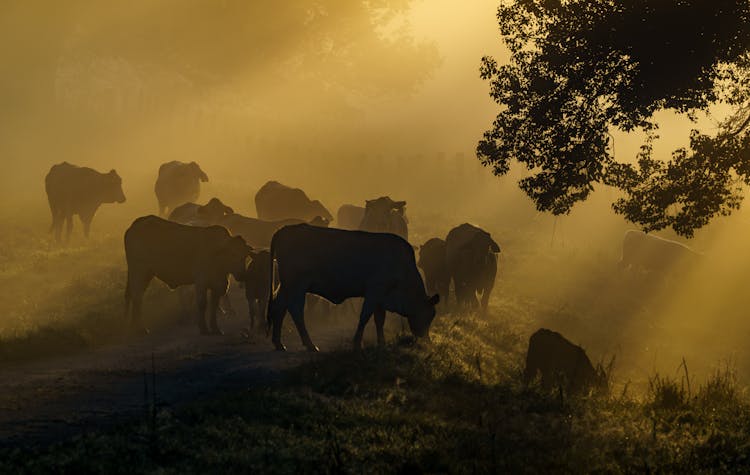 Silhouette Of Beef Cattle During Sunrise 