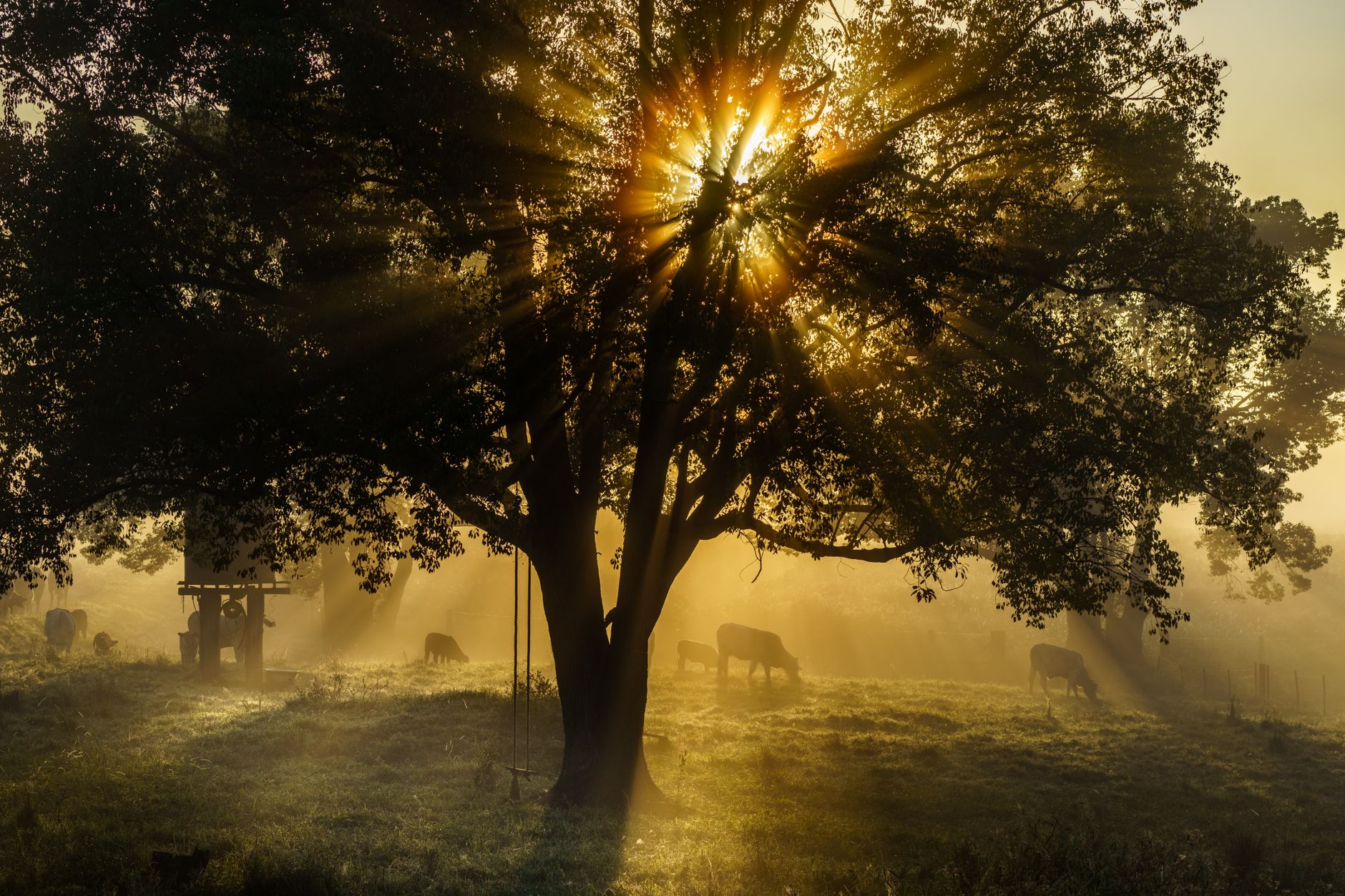Nebelverhangenes Motiv – Natur Hintergrundbild
