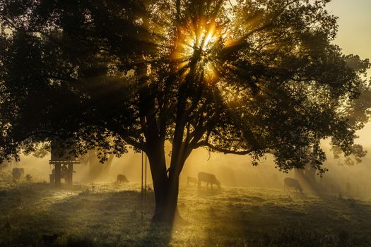 Nebelverhangenes Motiv – Natur Hintergrundbild