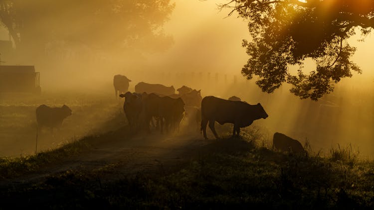 View Of Cows During Sunrise