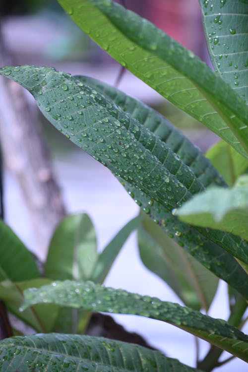 Fotos de stock gratuitas de gotas de rocío, gotitas de agua, hojas verdes