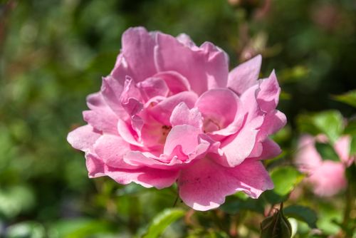 Free Stunning close-up of a pink damask rose in full bloom, showcasing delicate petals. Stock Photo