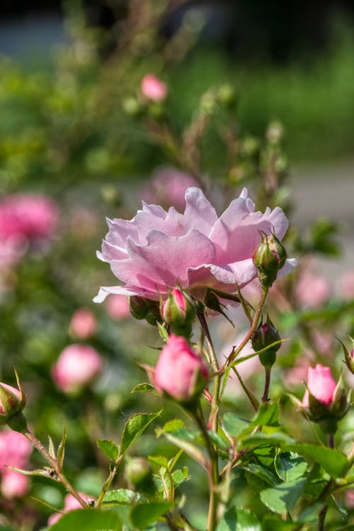 Gratis Immagine gratuita di avvicinamento, fiori rosa, fioritura Foto a disposizione