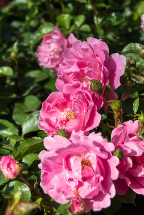 Free Close-up of pink garden roses in full bloom under sunlight, showcasing delicate petals. Stock Photo