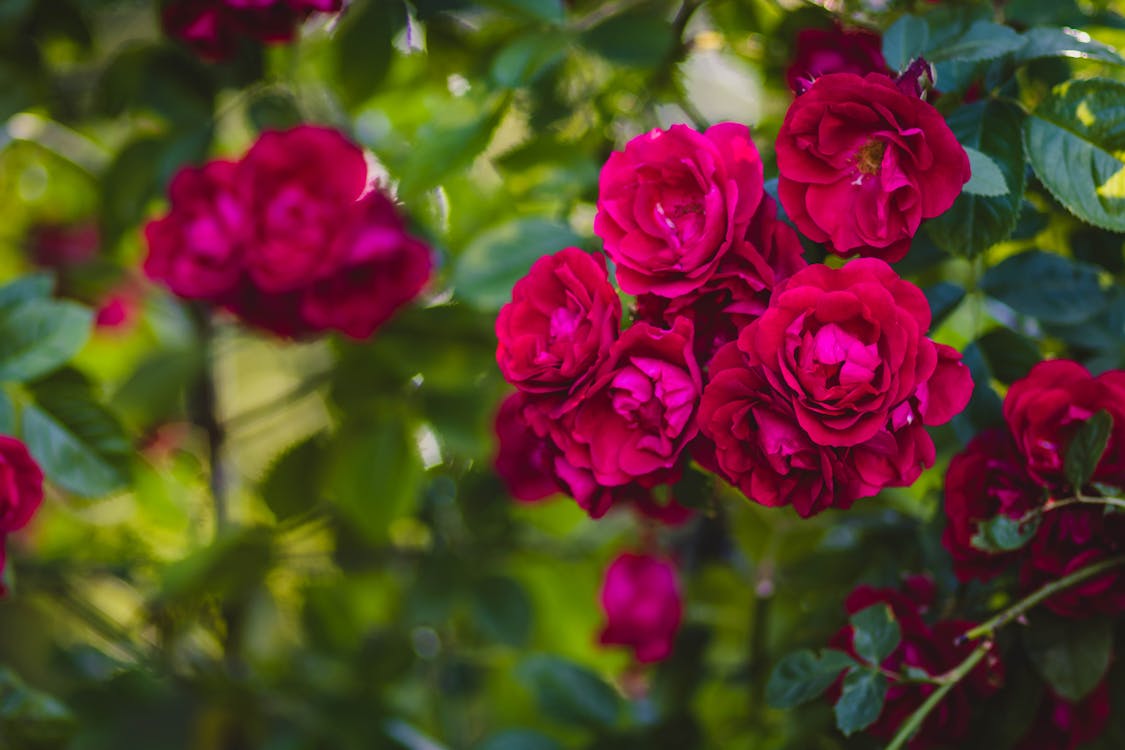 Free Selective Focus of Red Rose Flowers Stock Photo