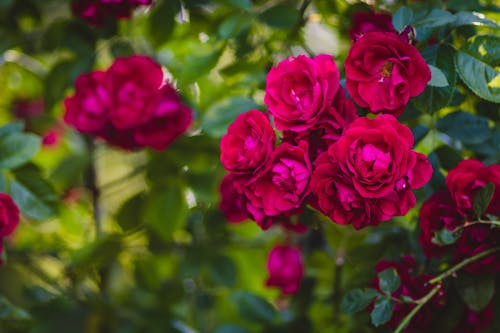 Free Selective Focus of Red Rose Flowers Stock Photo