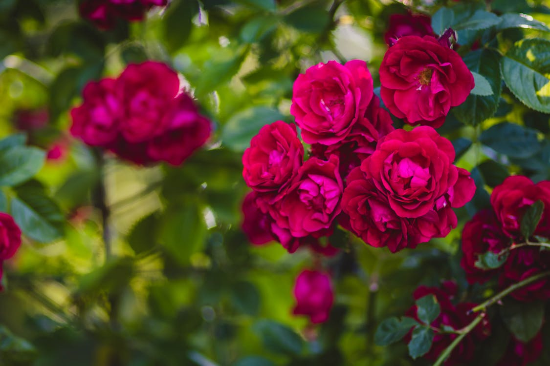 Selective Focus of Red Rose Flowers