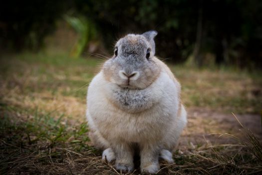 rabbit photo