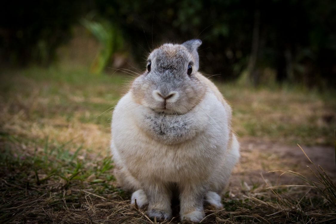 Charming Rabbit in Natural Setting Outdoors · Free Stock Photo