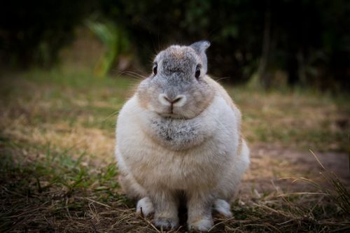 Free Portrait of a fluffy rabbit sitting on grass with a natural blurred background. Stock Photo